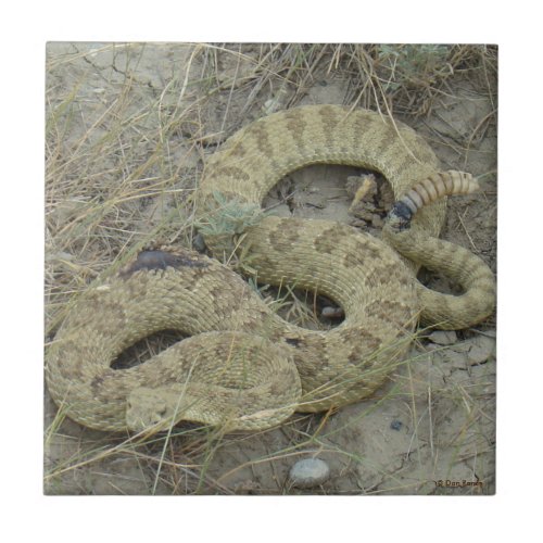 R20 Prairie Rattlesnake Ceramic Tile