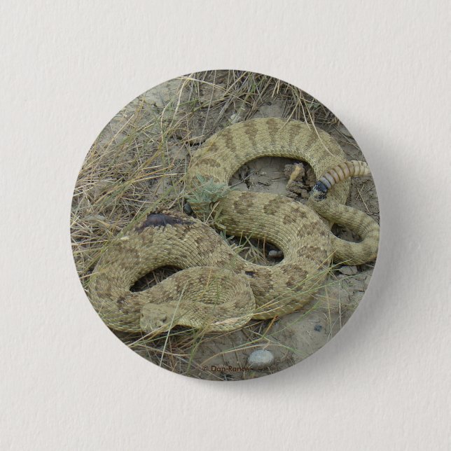 R20 Prairie Rattlesnake Pinback Button (Front)