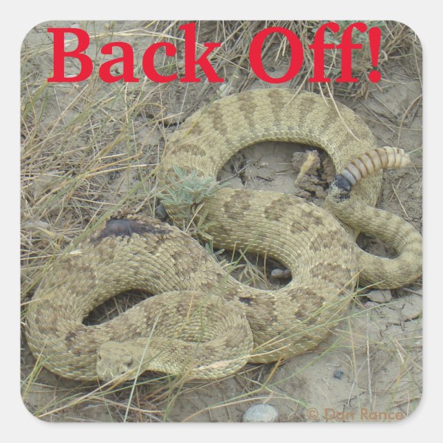 R20 Prairie Rattlesnake Square Sticker (Front)