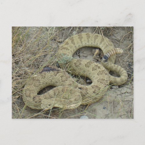 R20 Prairie Rattlesnake Wounded Postcard