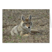 R22 Coyote Laying (Front Horizontal)