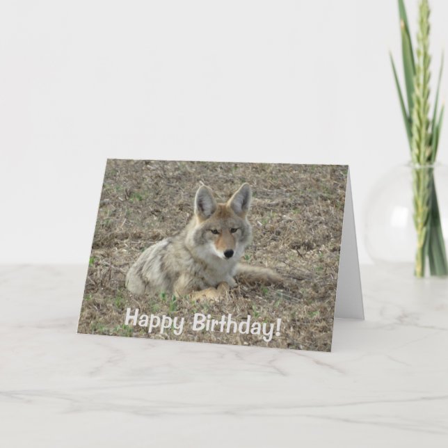 R22 Coyote Laying Card (Front)