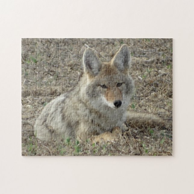 R22 Coyote Laying Jigsaw Puzzle (Horizontal)