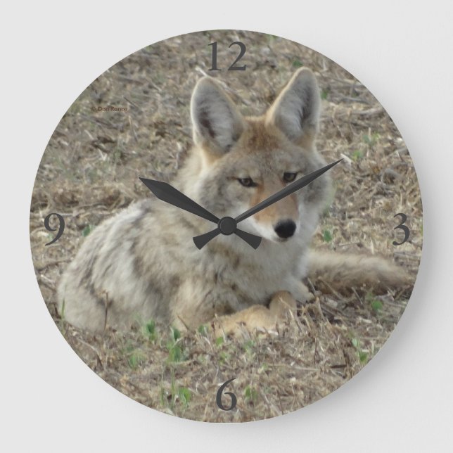 R22 Coyote Laying Large Clock (Front)