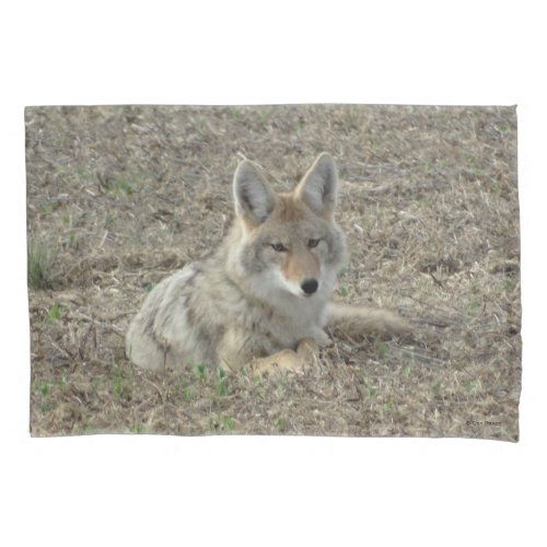 R22 Coyote Laying Pillow Case