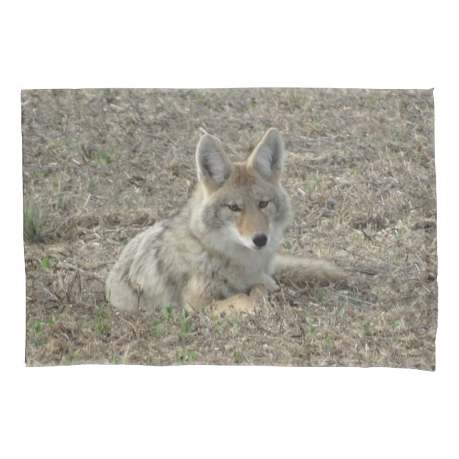 R22 Coyote Laying Pillow Case (Front)