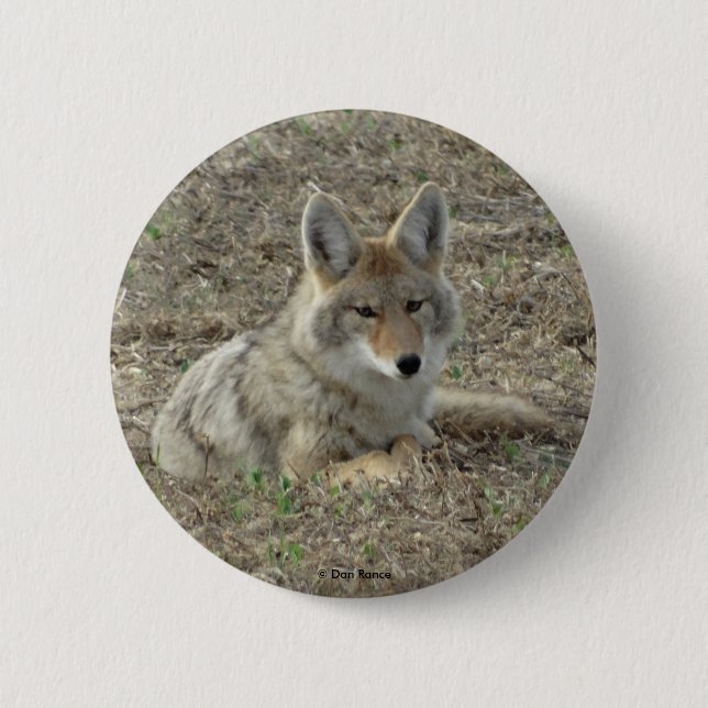 R22 Coyote Laying Pinback Button (Front)