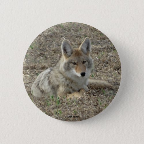 R22 Coyote Laying Pinback Button