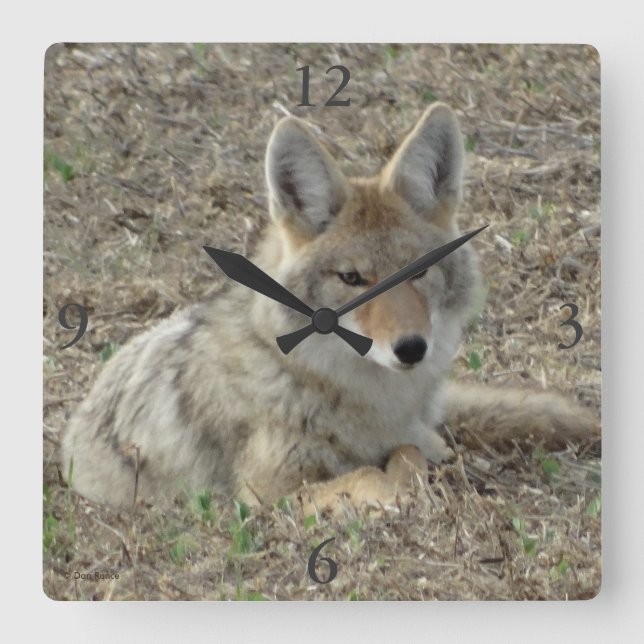 R22 Coyote Laying Square Wall Clock (Front)