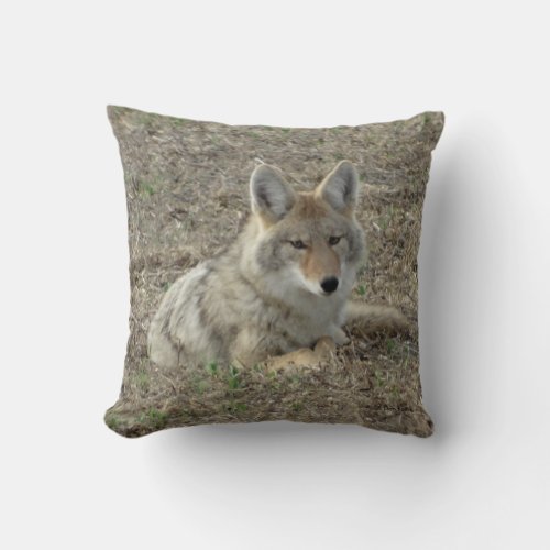 R22 Coyote Laying Throw Pillow