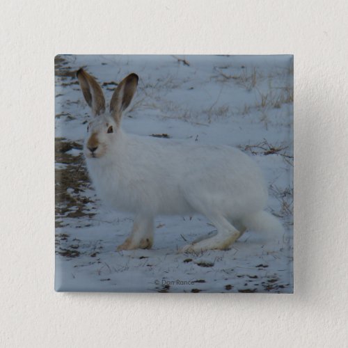 R23 Snowshoe Hare Button