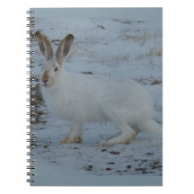 R23 Snowshoe Hare