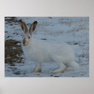 R23 Snowshoe Hare Poster