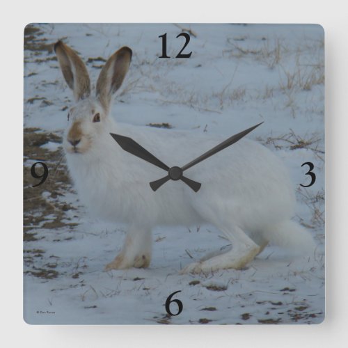 R23 Snowshoe Hare Square Wall Clock