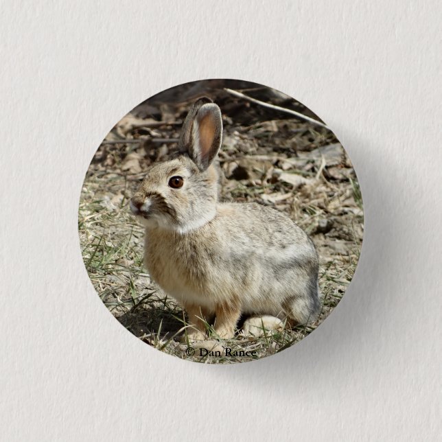 R24 Cotton-tail Rabbit Button (Front)