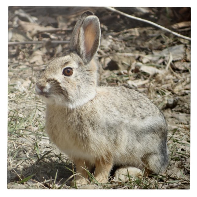 R24 Cotton-tail Rabbit Ceramic Tile (Front)
