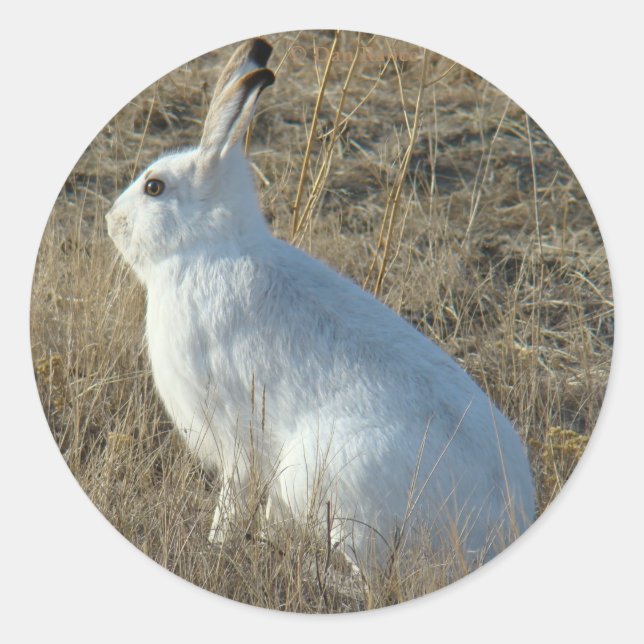 R25 Snowshoe Hare Classic Round Sticker (Front)