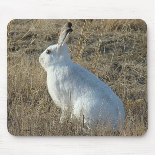 R25 Snowshoe Hare Mouse Pad