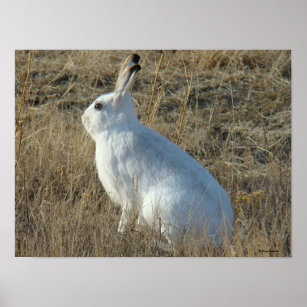 R25 Snowshoe Hare Poster