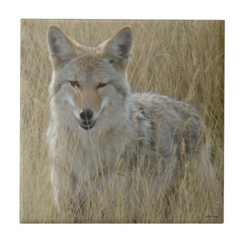 R2 Coyote in Tall Grass Ceramic Tile
