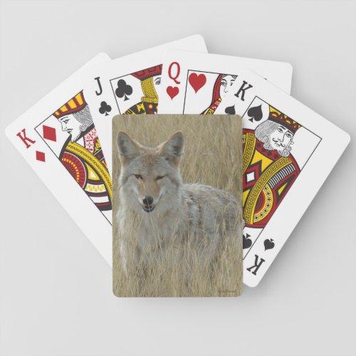 R2 Coyote in Tall Grass Poker Cards