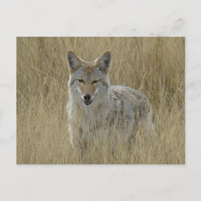 R2 Coyote in Tall Grass Postcard (Front)
