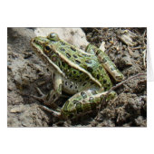 R3 Leopard Frog (Front Horizontal)