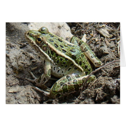 R3 Leopard Frog Cards (Front Horizontal)