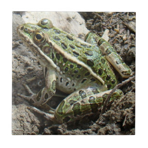 R3 Leopard Frog Ceramic Tile
