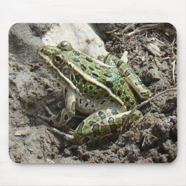 R3 Leopard Frog Mouse Pad (Front)