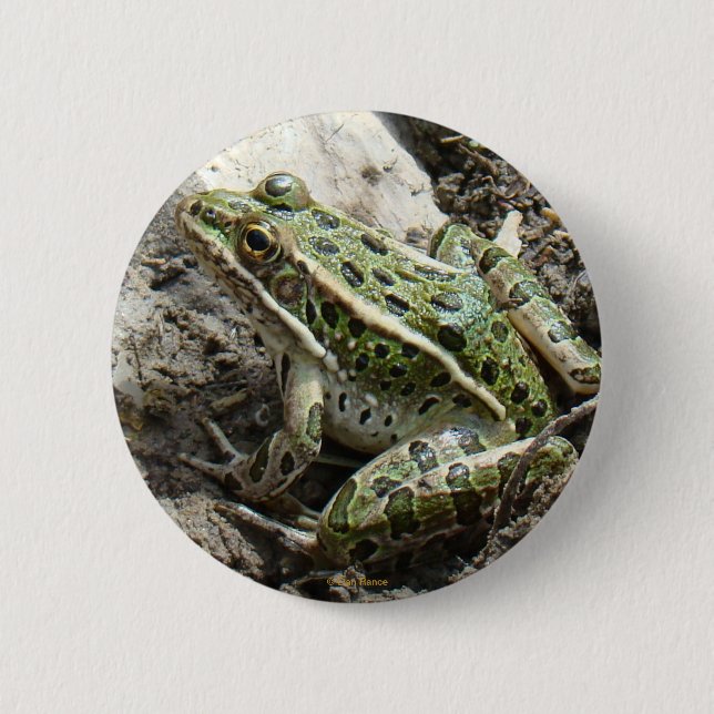 R3 Leopard Frog Pinback Button (Front)
