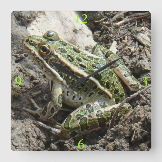 R3 Leopard Frog Square Wall Clock (Front)