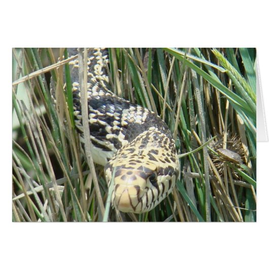 R4 Bull Snake Cards (Front Horizontal)