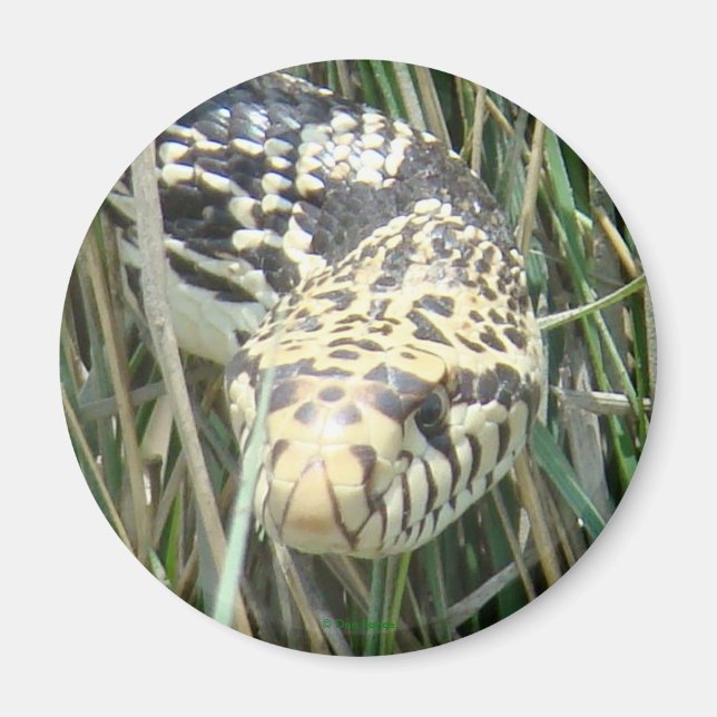 R4 Bull Snake Head Shot Magnet (Front)