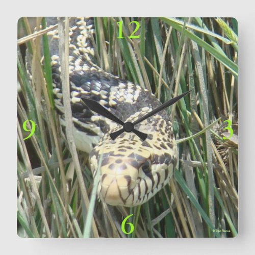 R4 Bull Snake Square Wall Clock