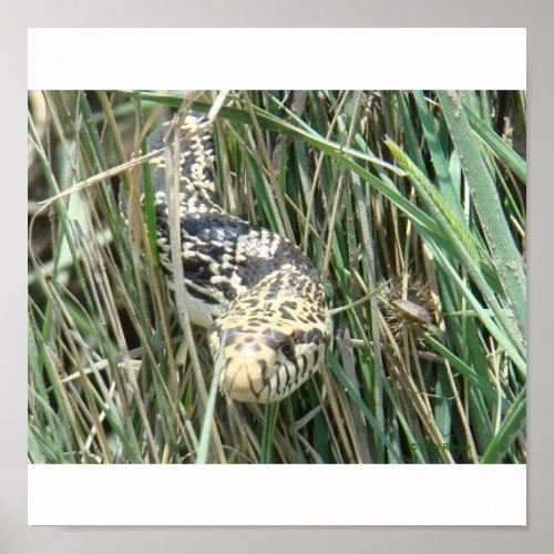 R4 Bullsnake in Grass Poster