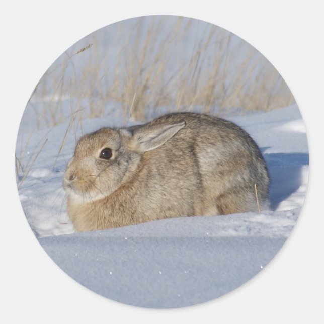 R5 Cottontail Rabbit Classic Round Sticker (Front)