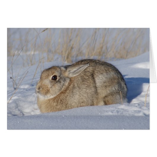 R5 Cottontail Rabbit in Snow Cards (Front Horizontal)