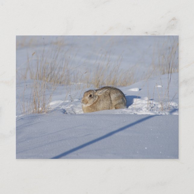 R5 Cottontail Rabbit in Snow Postcard (Front)