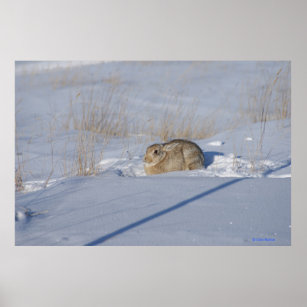 R5 Cottontail Rabbit in Snow Poster