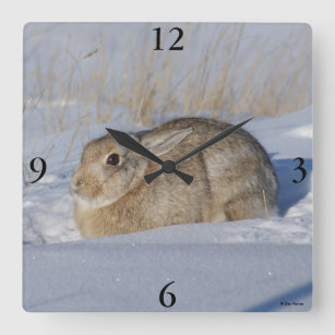 R5 Cottontail Rabbit in Snow Square Wall Clock