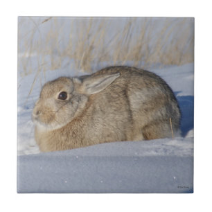 R5 Cottontail Rabbit in the Snow Ceramic Tile