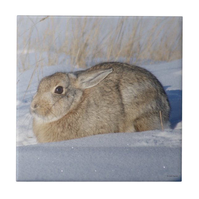 R5 Cottontail Rabbit in the Snow Ceramic Tile (Front)