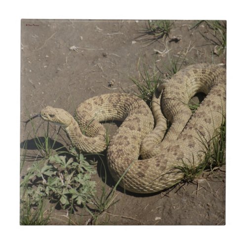 R6 Prairie Rattlesnake Tile