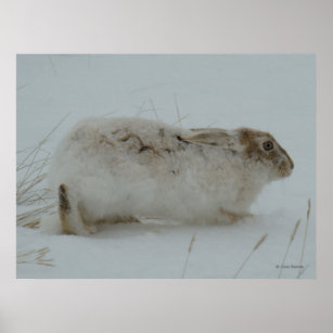 R7 Snowshoe Hare Ready to Run Poster