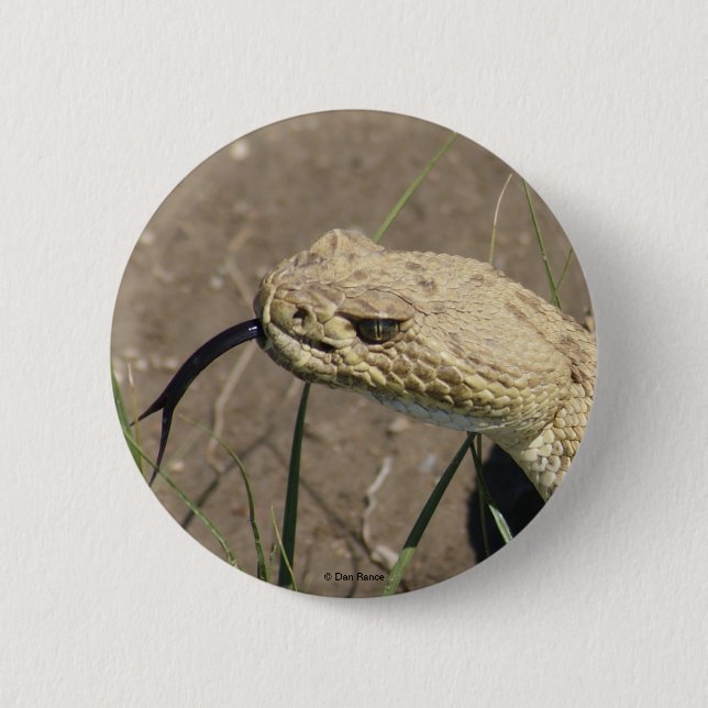 R8 Prairie Rattlesnake Head Shot Button (Front)