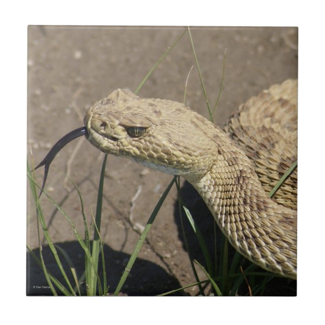 R8 Prairie Rattlesnake Head Shot Tile (Front)