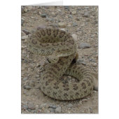 R9 Prairie Rattlesnake Coiled (Front)