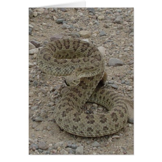 R9 Prairie Rattlesnake Coiled (Front)
