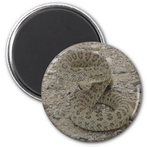 R9 Prairie Rattlesnake Coiled Magnet